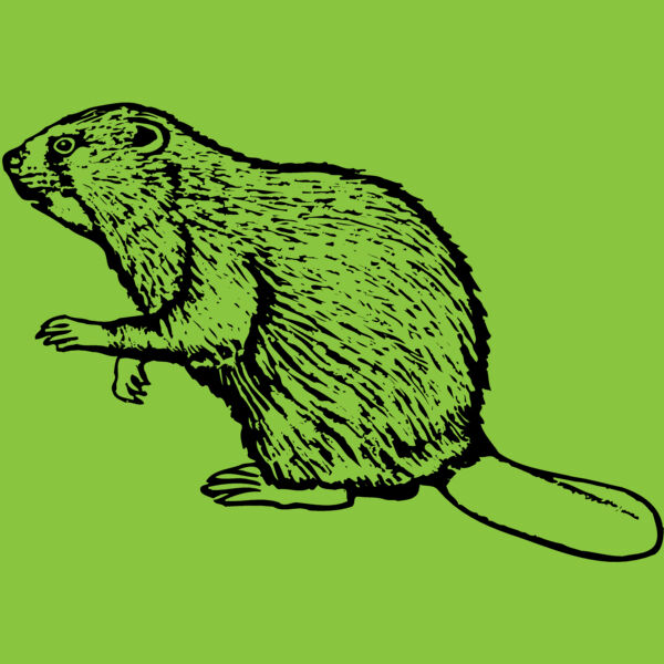 BEAVER03 Thumbnail