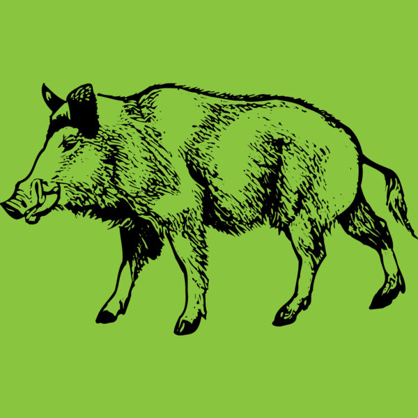 BOAR0001 Thumbnail
