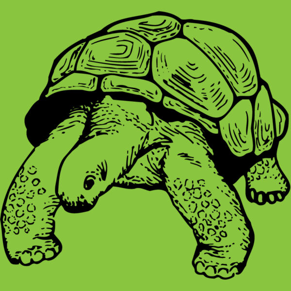 TURTLE02 Thumbnail